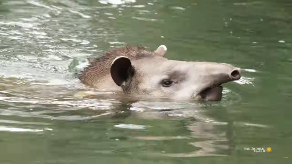Tapir swimming in water