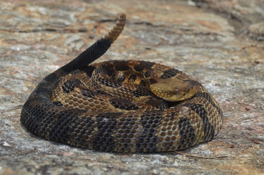 Timber rattlesnake