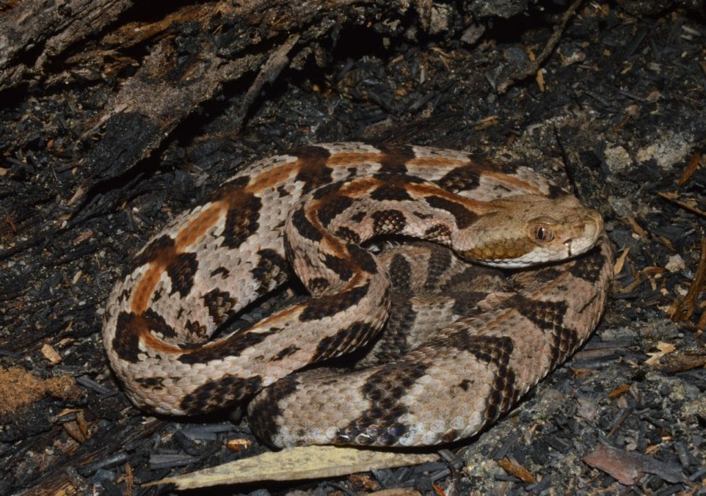 Timber rattlesnake