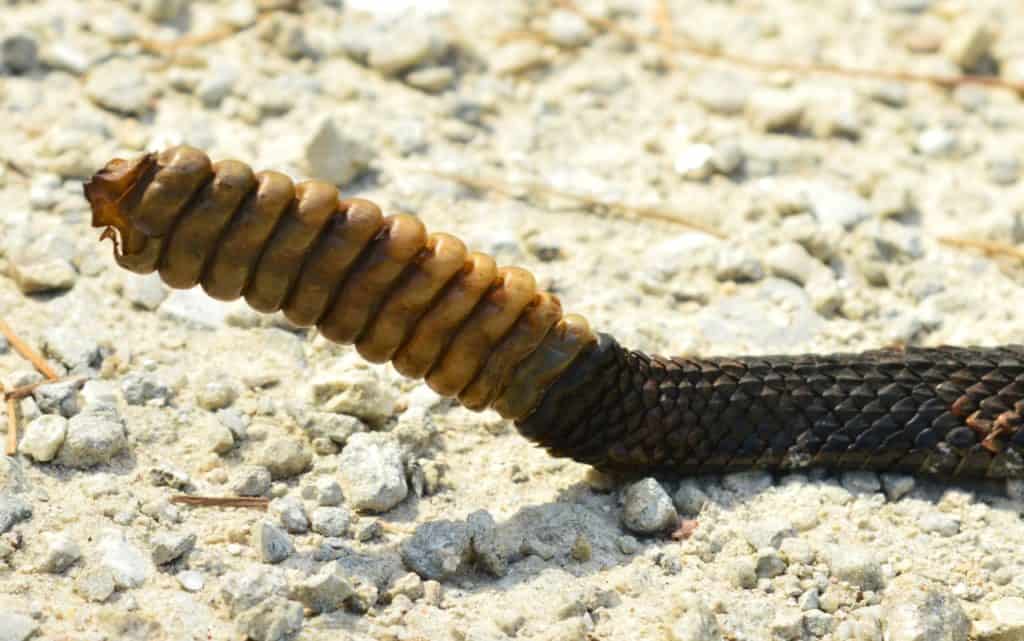 Timber rattlesnake