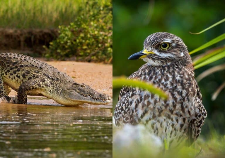 A Nile Crocodile, the bigger predator of the Nile River and Spotted thick-knee, spotted dikkop or Cape thick-knee (Burhinus capensis) adullt and chick sitting on her terrestrial nest. Hermanus, Whale Coast, Overberg, Western Cape, South Africa.