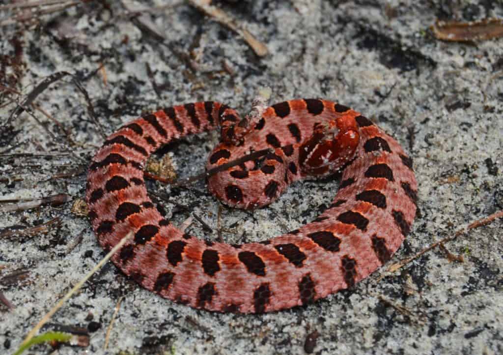 pigmy rattlesnake