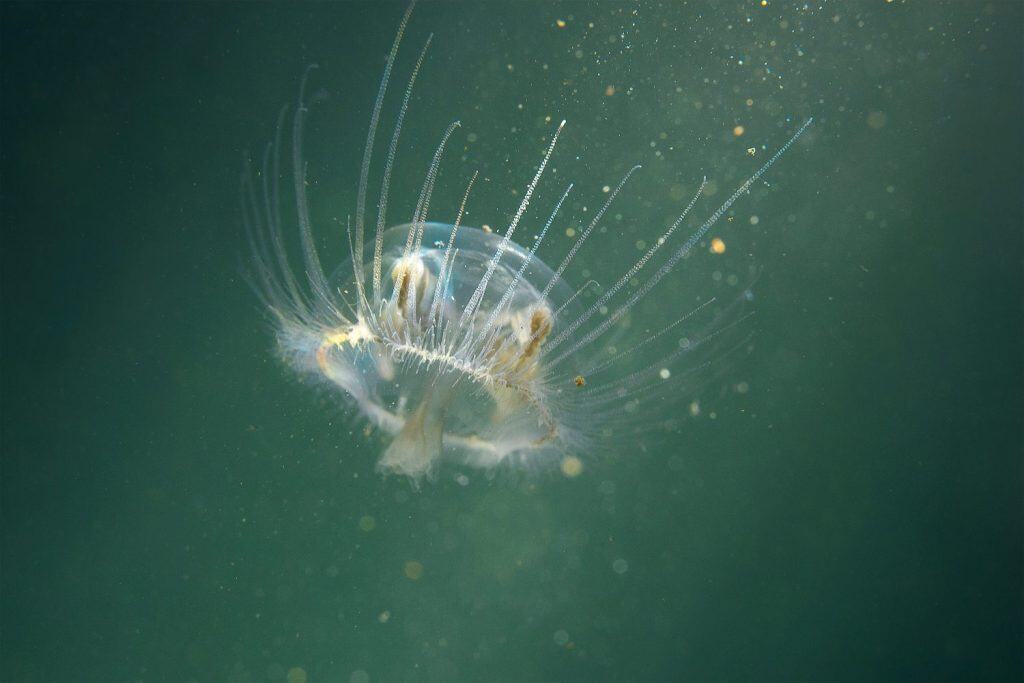 Freshwater jellyfish (Craspedacusta sowerbii) in nature habitat. Live in the lake. Underwater photography of Jellyfish that are also known as hydromedusae. Invasive species. Life as a tiny polyp.