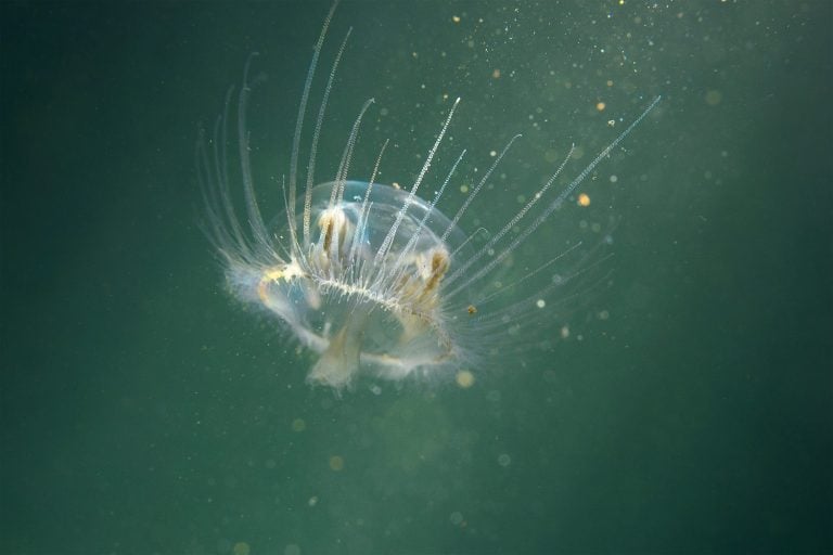 Freshwater jellyfish (Craspedacusta sowerbii) in nature habitat. Live in the lake. Underwater photography of Jellyfish that are also known as hydromedusae. Invasive species. Life as a tiny polyp.