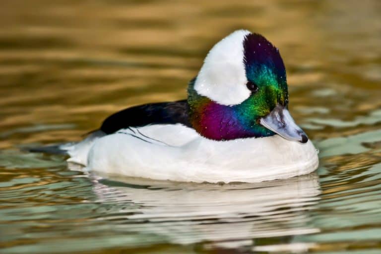 Bufflehead (Bucephala albeola)