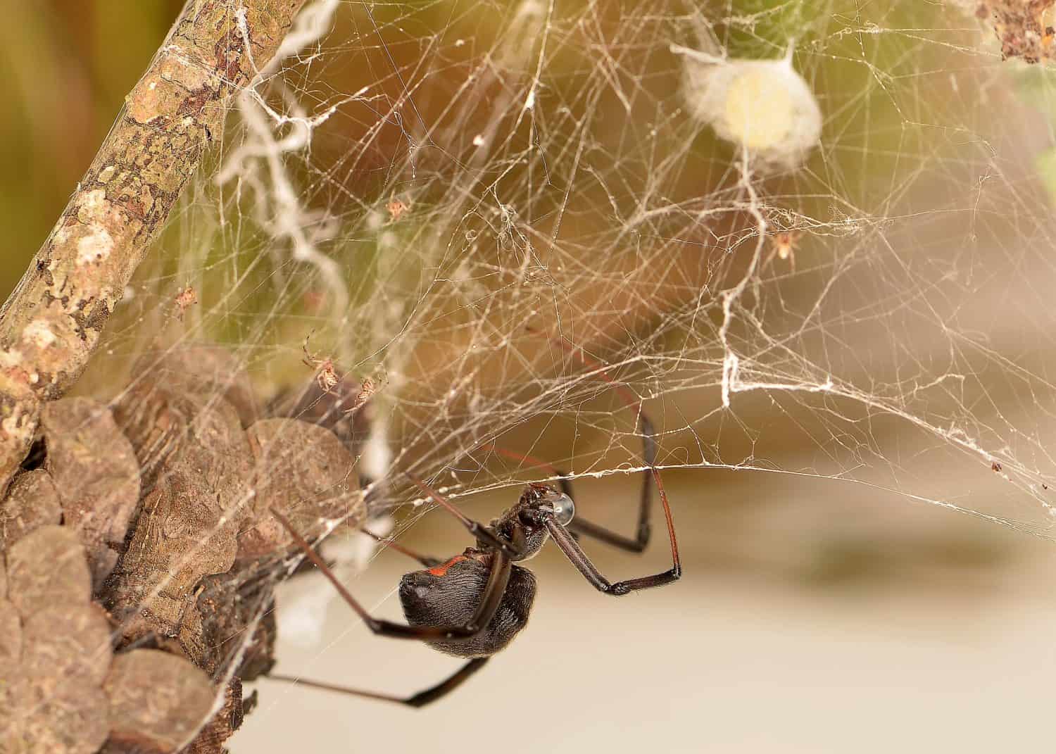 Female Black Widow with egg sac