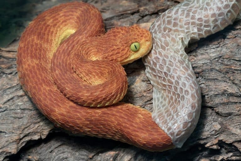 Bush Viper (Atheris squamigera) shedding it's skin