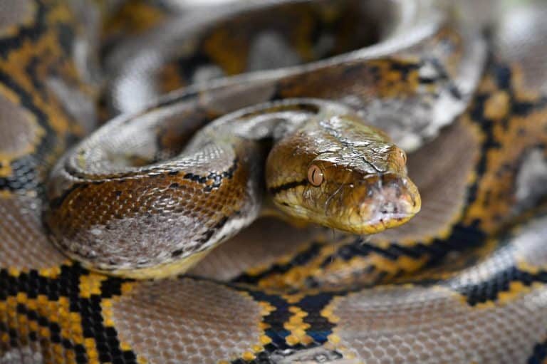 This 21-Foot Python Isn't Happy with Being Relocated - A-Z Animals