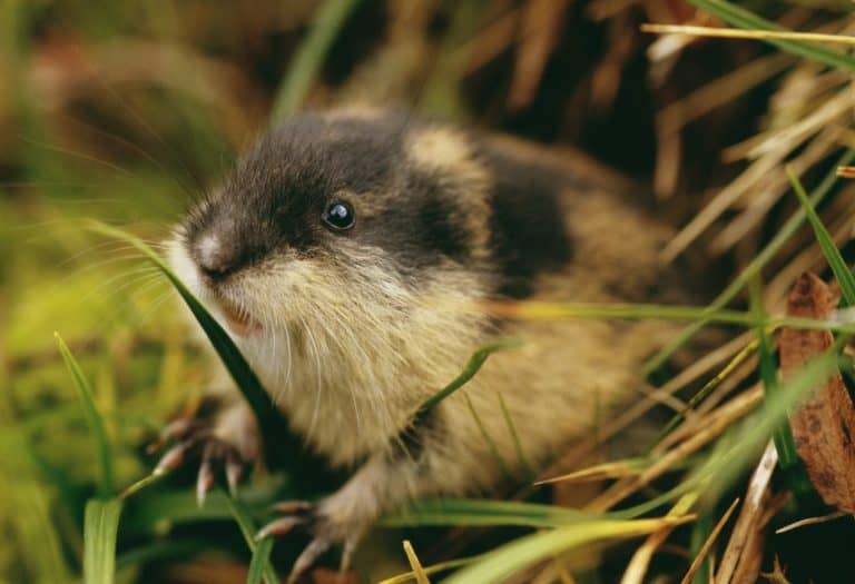 Lemming, Harjedalen, Sweden
