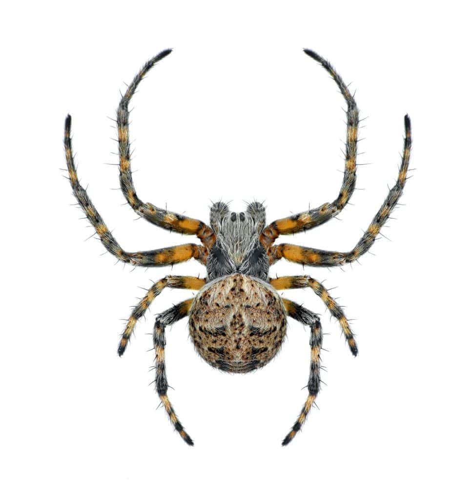 Spider Agalenatea redii (male) on a white background