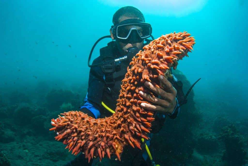 Scuba diver holding up a sea cucumber (Holothuroidea) [MR]