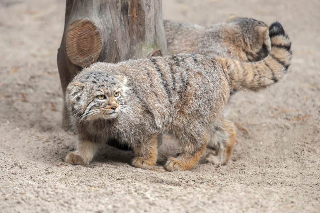 Pallas's cat (Otocolobus manul), also known as the manul