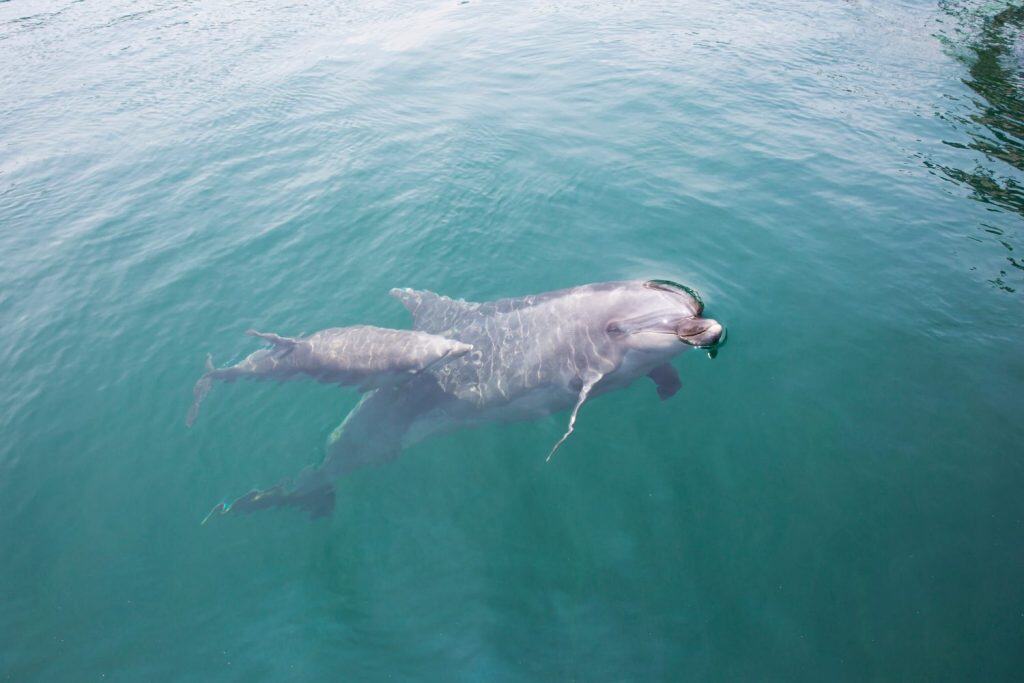 Mother and baby dolphins swimming side by side
