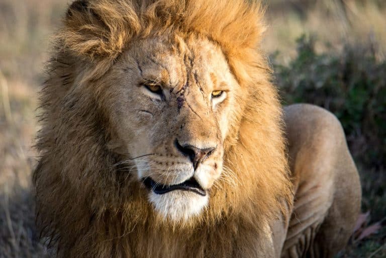 Lion with scars in Masai Mara, Kenya, Africa