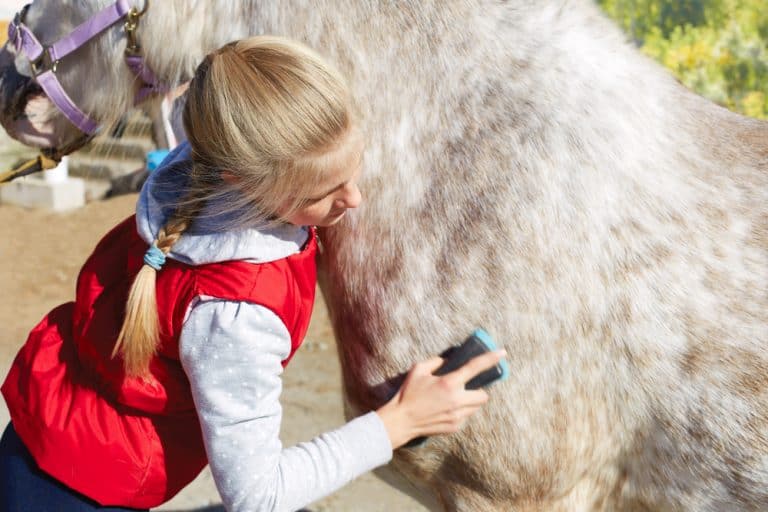 Girl grooming horse (gypsy cob) in the outdoors.