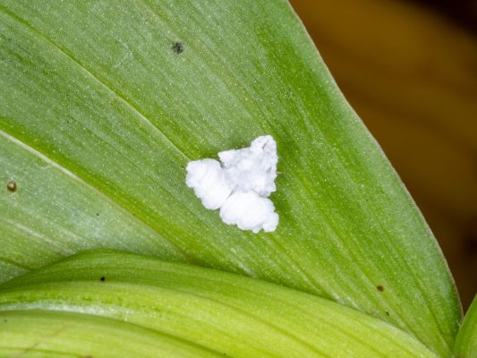 What Is the Popcorn Bug and Why Is It Covered in Wax? - A-Z Animals
