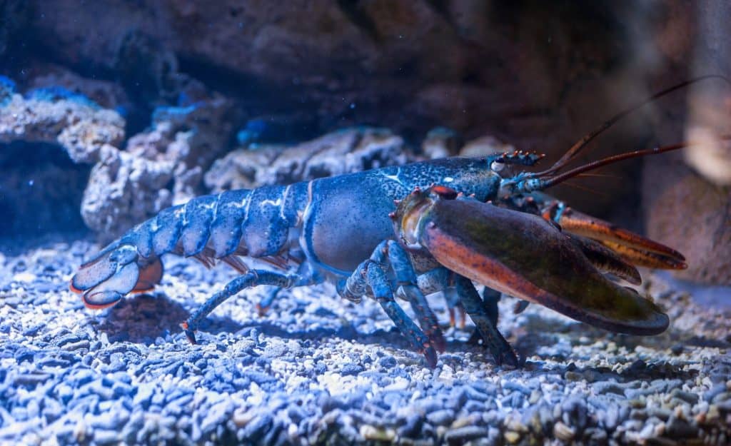 Big lobster under water on a rocky bottom