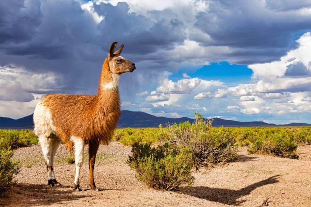 A Llama (Lama glama) at the Andes Mountains. At background Cloudy Sky. Llamas are Domesticated South American Camelids