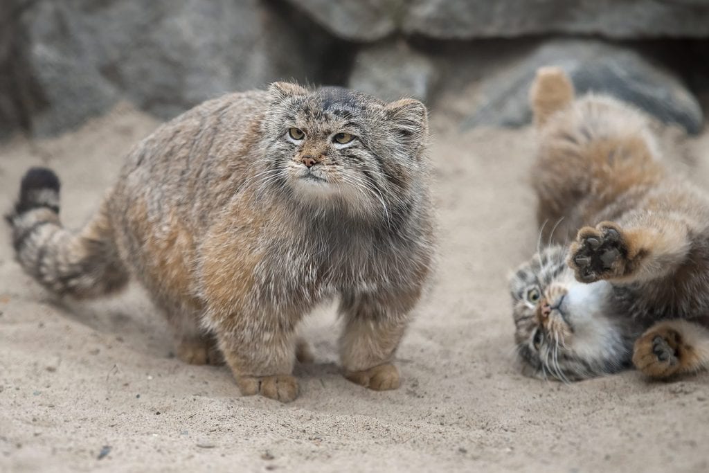 Pallas's cat (Otocolobus manul), also called manul. Close up portrait of two little cute manul kittens