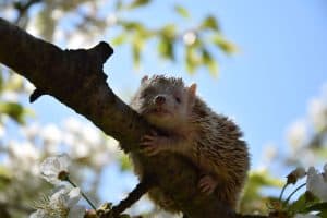 The small hedgehog tenrec (Echinops Telfairi) is a mammal from Madagascar.