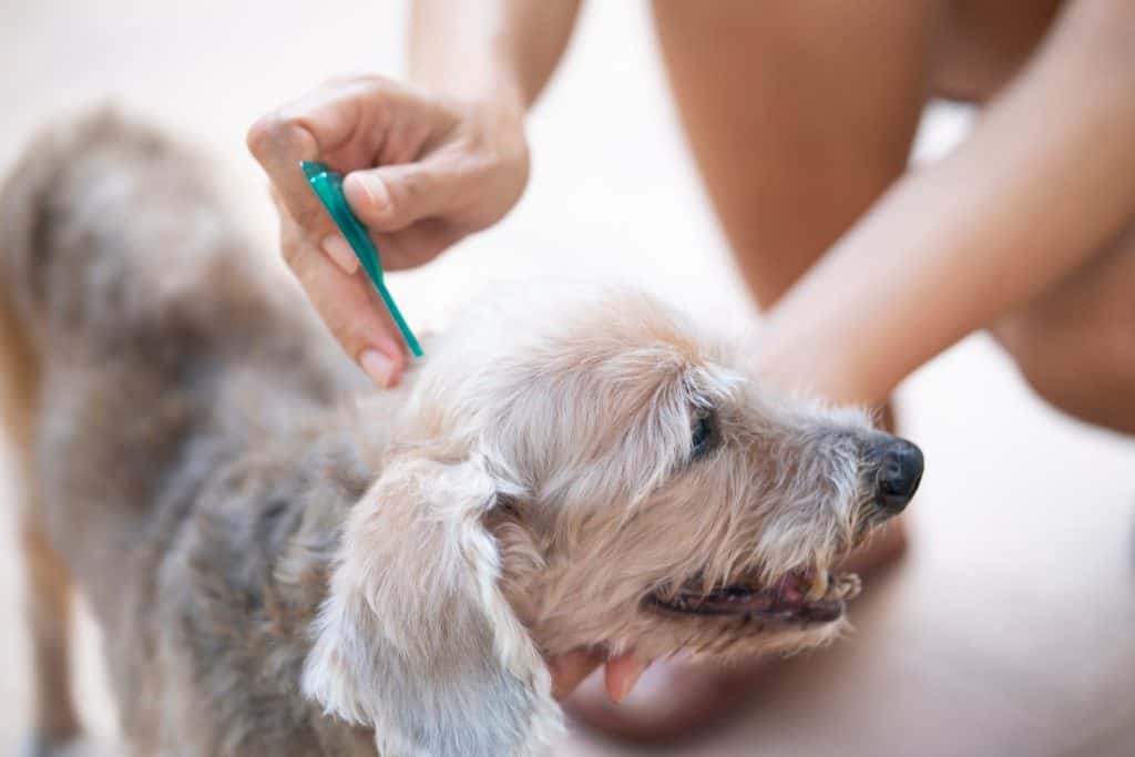 Close up woman applying tick and flea prevention treatment and medicine to her dog or pet