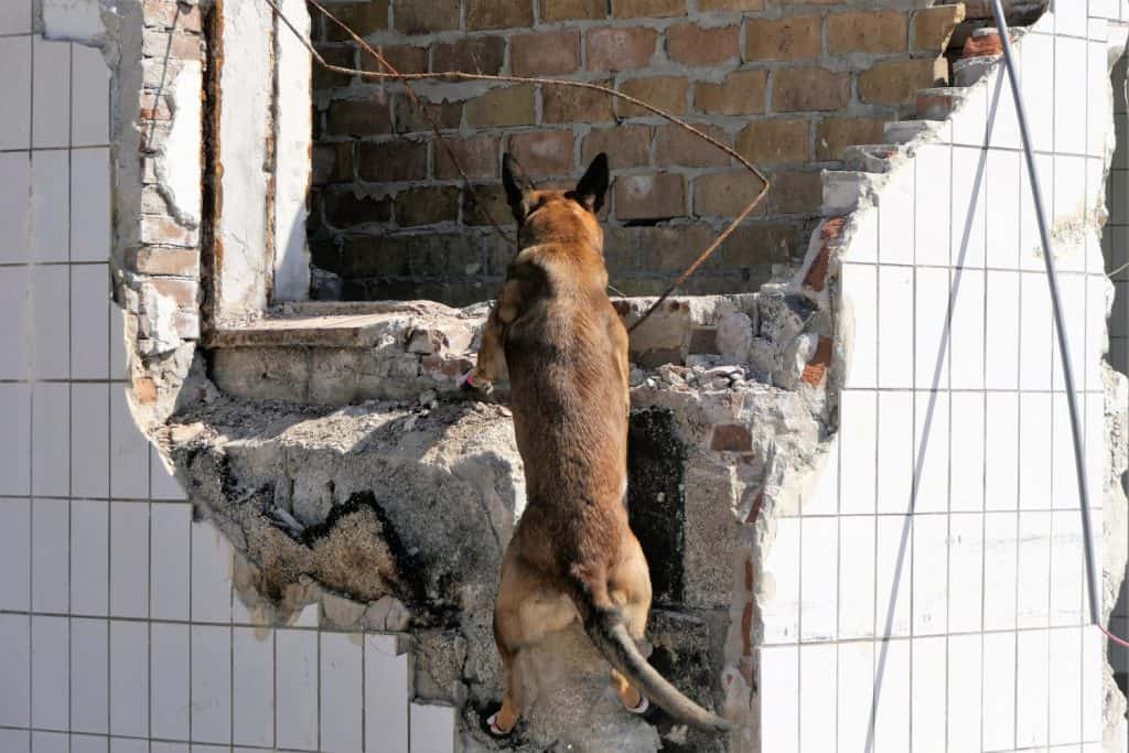 Search an rescue dog working in a rubble area looking for a missing person
