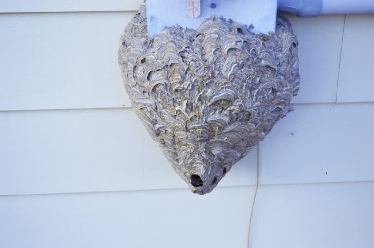 A nest of Bald-Faced Hornet hanging on the wall of the building.