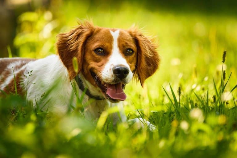 Brittany Spaniel dog lying in grass hidding from summer heat.