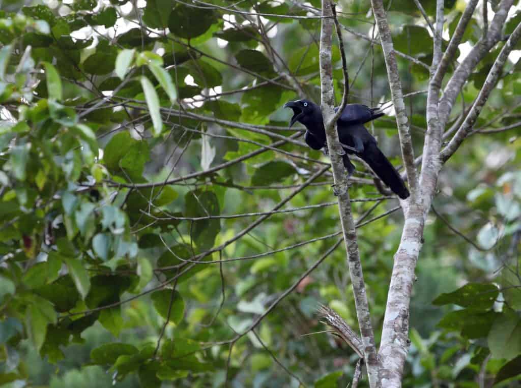 Long-billed Crow (Corvus validus) on the island Halmahera, Indonesia. Endemic to the Northern Maluku Islands.