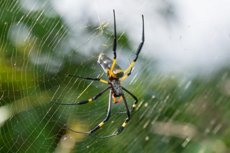 A female Golden SIlk Orb Weaving Spider waiting on her web