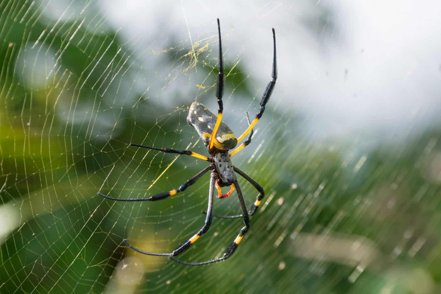A female Golden SIlk Orb Weaving Spider waiting on her web