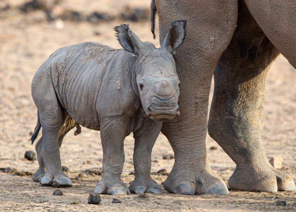 A one day old white rhino calf and his mother at a private game reserve in the Western Cape, South Africa. White rhinoceroses are found in grassland and savannah habitat.