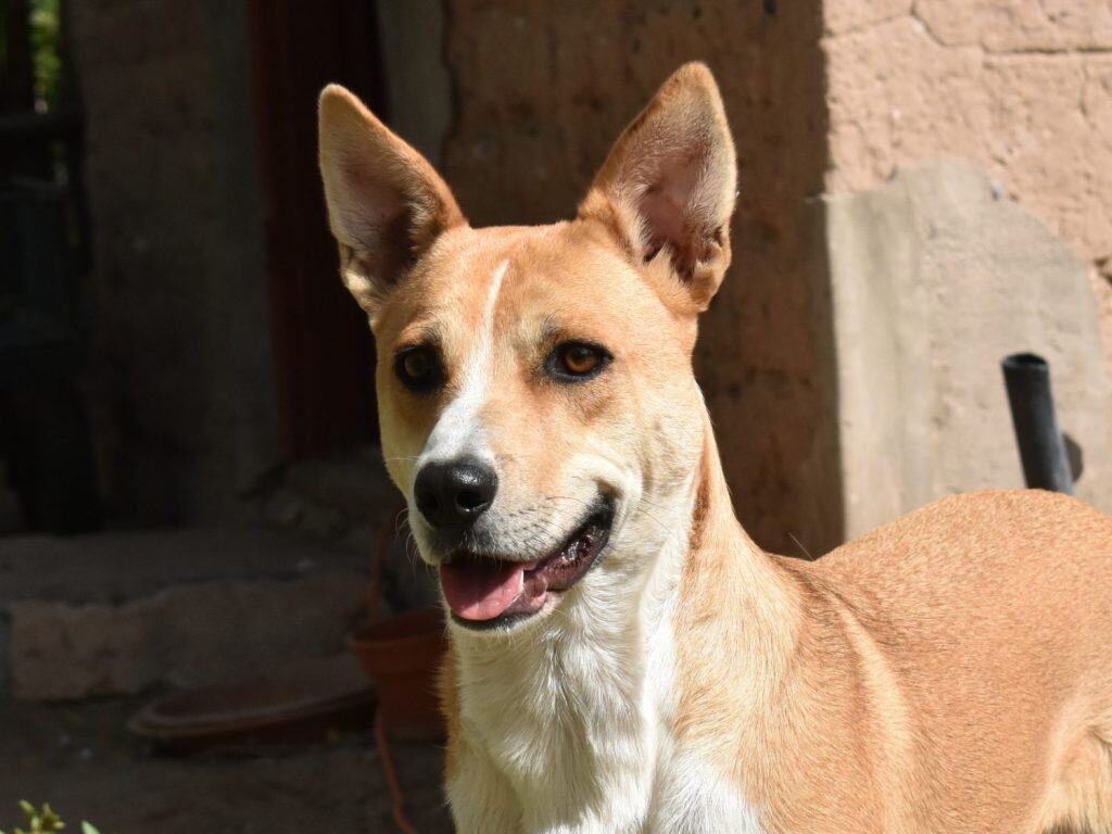 Dog smiling panting with erect pointy ears, cattle carolina dog, white stripe forehead, eye liner, yellow orange white, corner of adobe house in background.