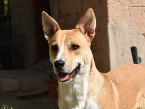Dog smiling panting with erect pointy ears, cattle carolina dog, white stripe forehead, eye liner, yellow orange white, corner of adobe house in background.