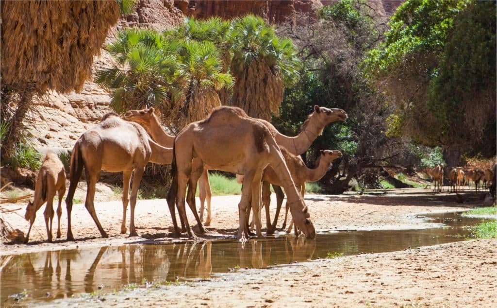 Do Camels Really Eat Cactus? - A-Z Animals