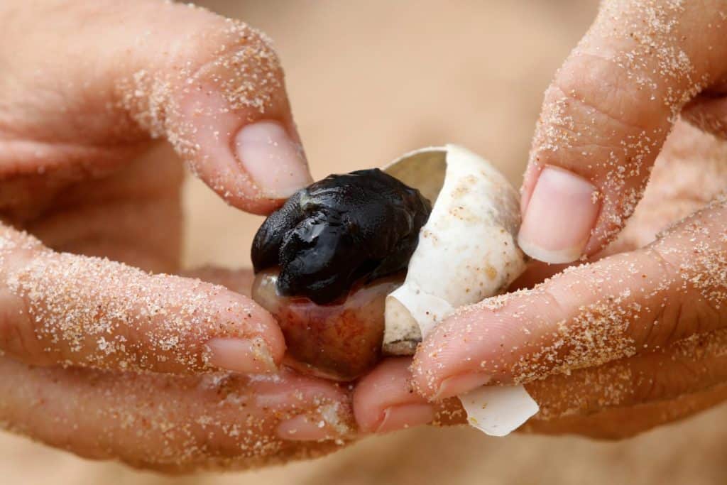 Sea turtle embryo in egg. Nest at beach studied by scientist. Hatching of endangered specie rescued. Hatchling, baby newborn in nature, vulnerable wildlife conservation.