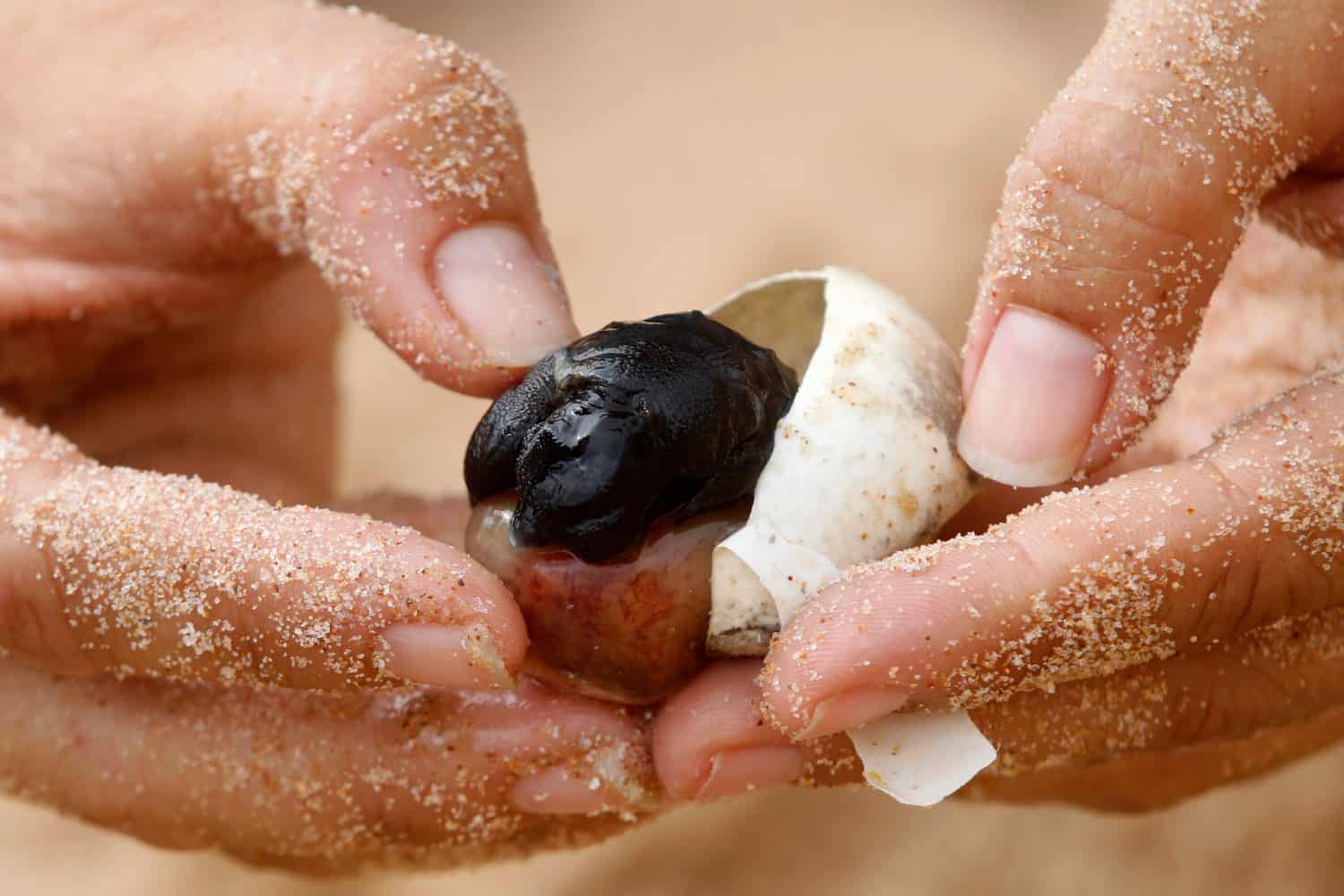 Sea ​​turtle embryo in egg. Nest at beach studied by scientist. Hatching of endangered specie rescued. Hatchling, baby newborn in nature, vulnerable wildlife conservation.  