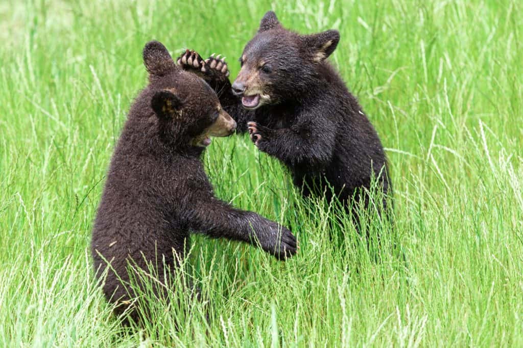 Young American Black Bear fighting in the meadow