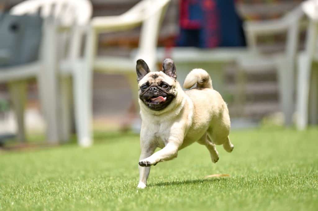 Pug playing dog run filmed in Japan