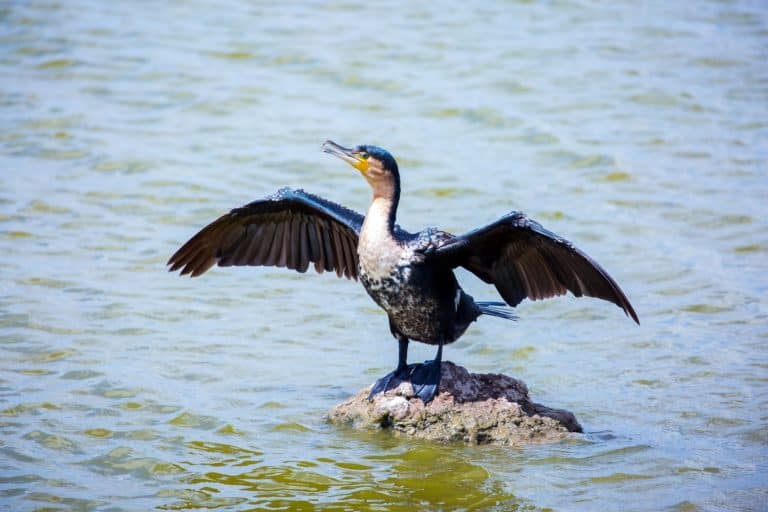 Cormorant is a waterfowl and lives along the banks of lake. Southeast Kenya, the unique Amboseli park - is a biosphere reserve by UNESCO. Exotic trip to Africa