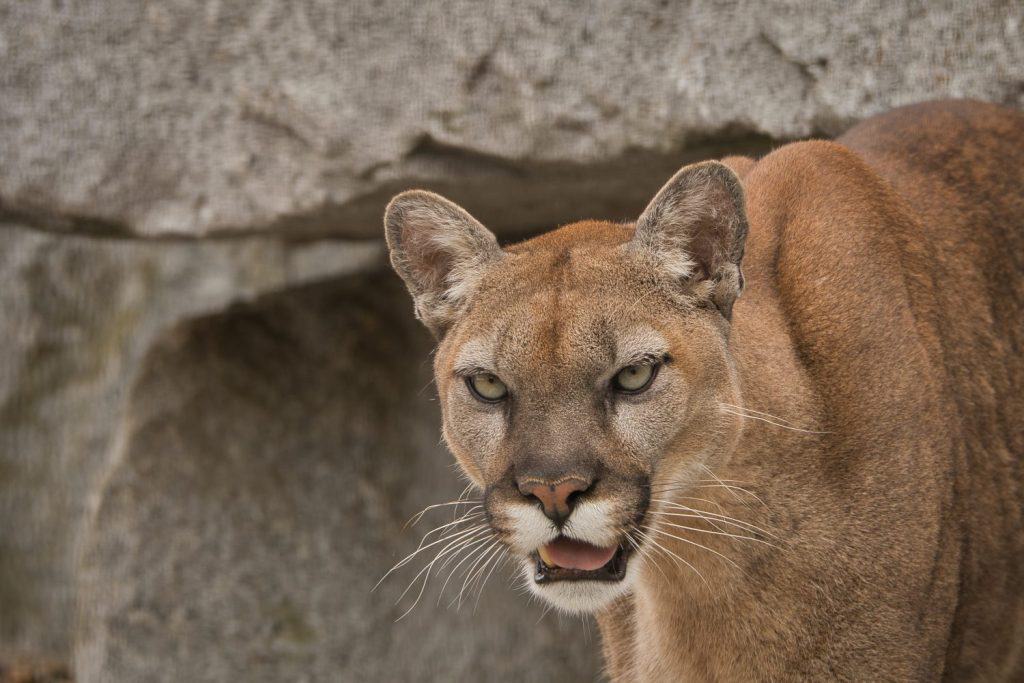 A CLOSE UP OF A MATURE COUGAR