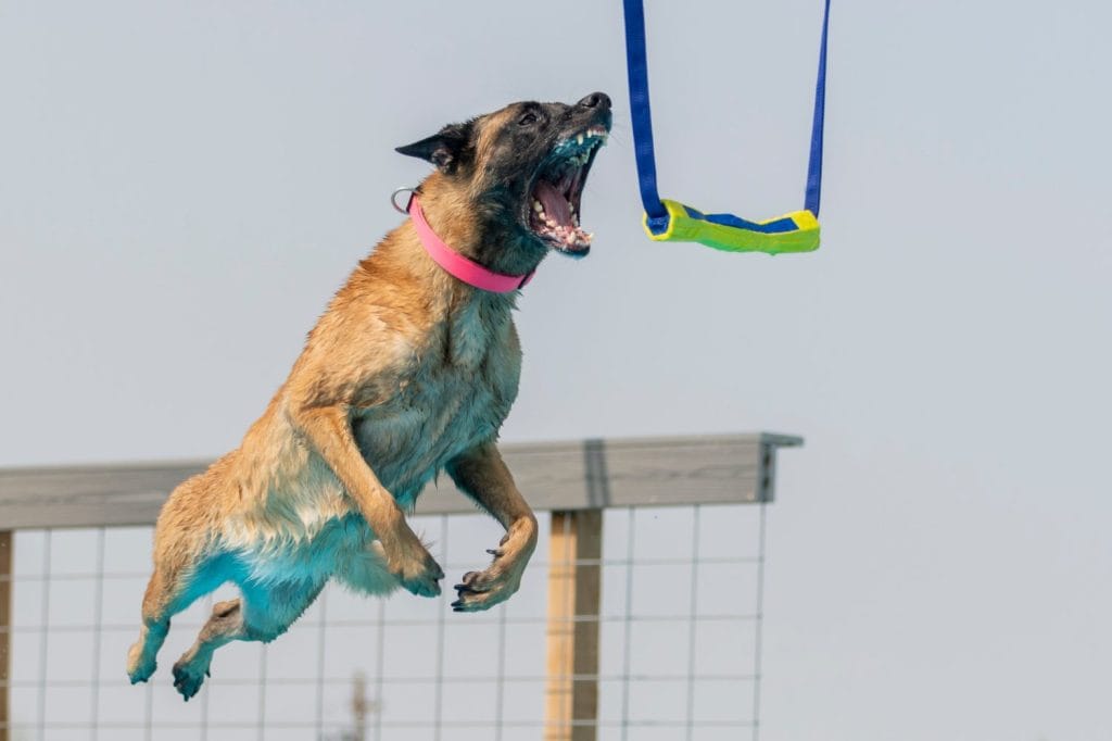 Belgian Malinois in mid air about to grab a toy while dock diving