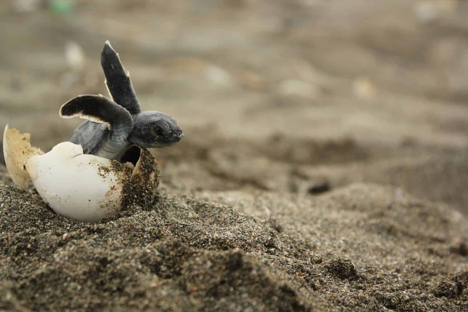 winner sea turtle broken egg