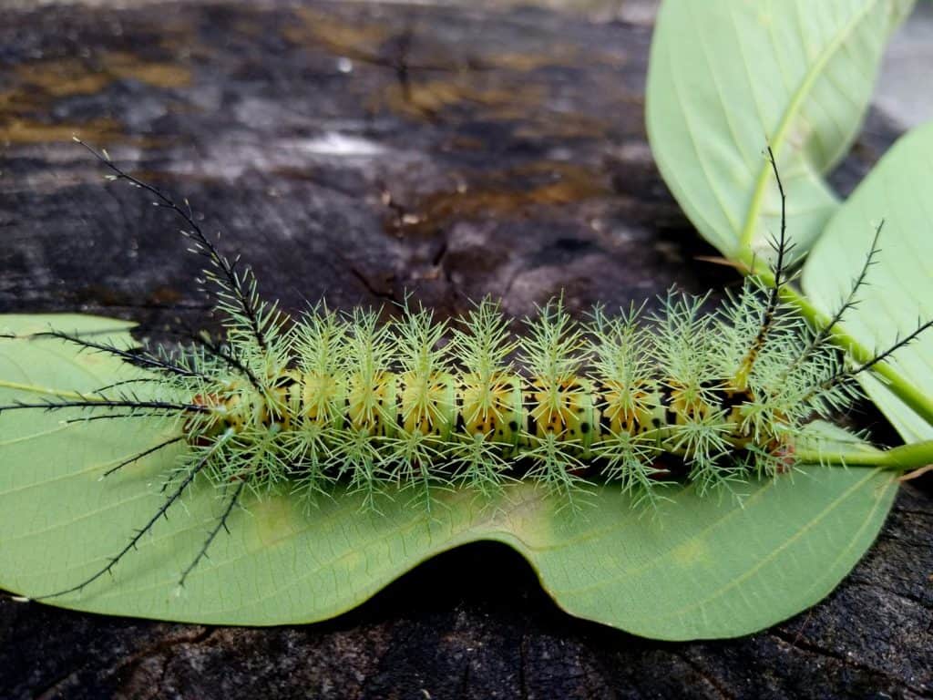 salvador, bahia , brazil - november 24, 2020: insect fire caterpillar is seen in a garden in the city of Salvador.