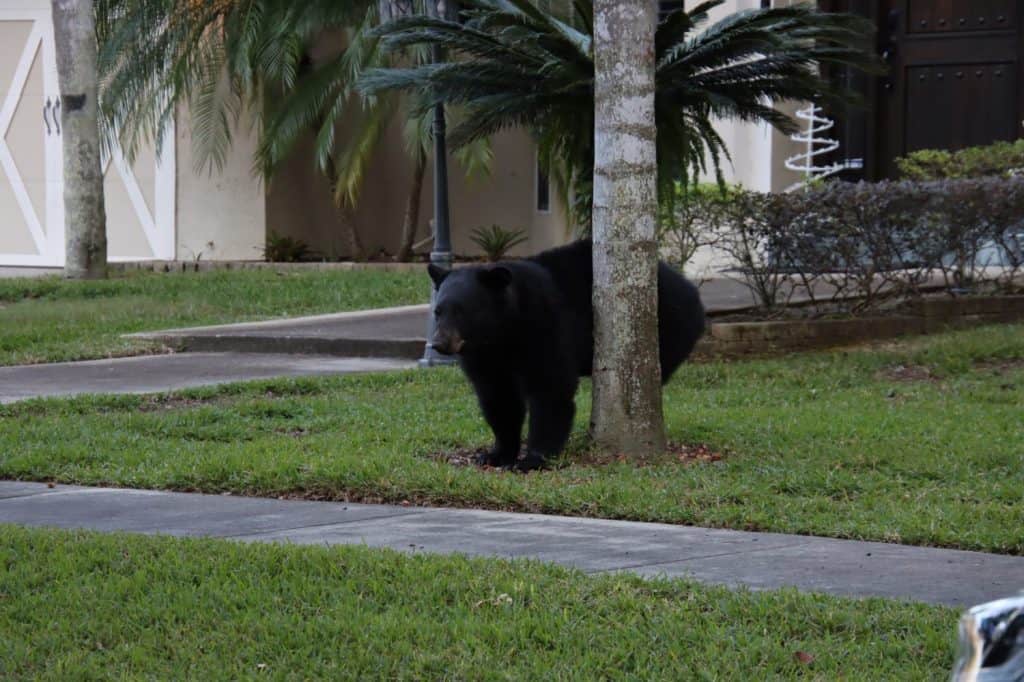 Black bear walking through suburban neighborhood.