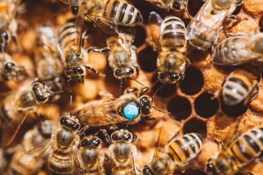 Honey bees and queen bee on honeycomb work together in hive