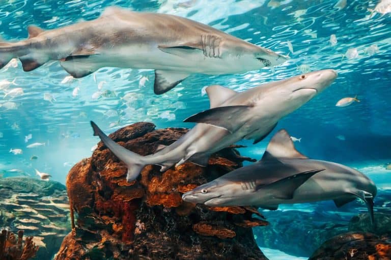 Giant scary sharks under water in aquarium. Sea ocean marine wildlife predators dangerous animals swimming in blue water. Underwater life. Water nature fauna background wallpaper.