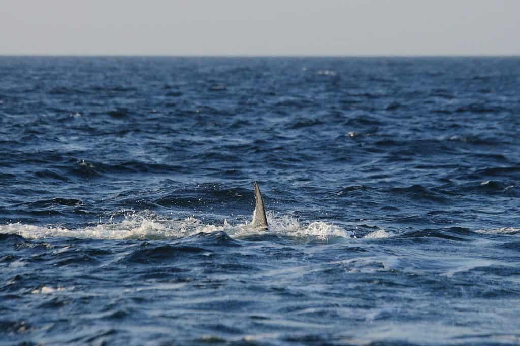 caudall fin of great white shark, Carcharodon carcharias, observed in False Bay, South Africa