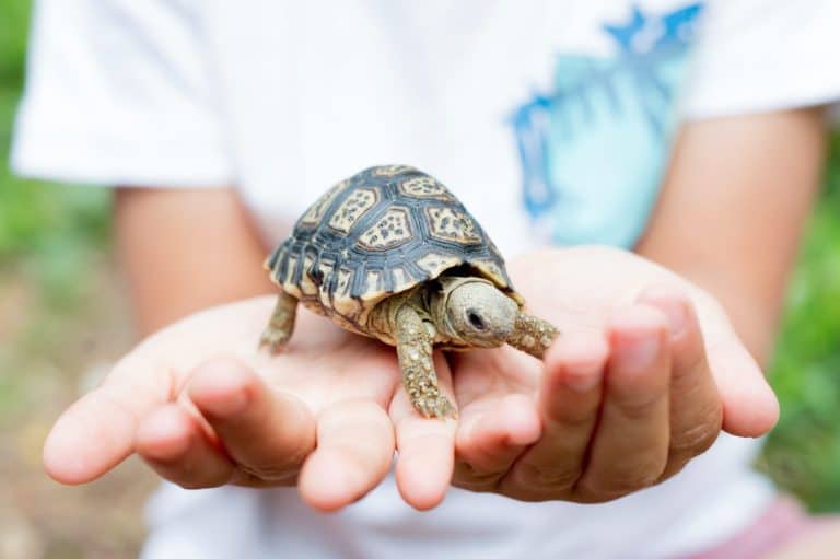 boy holding a baby tortoise