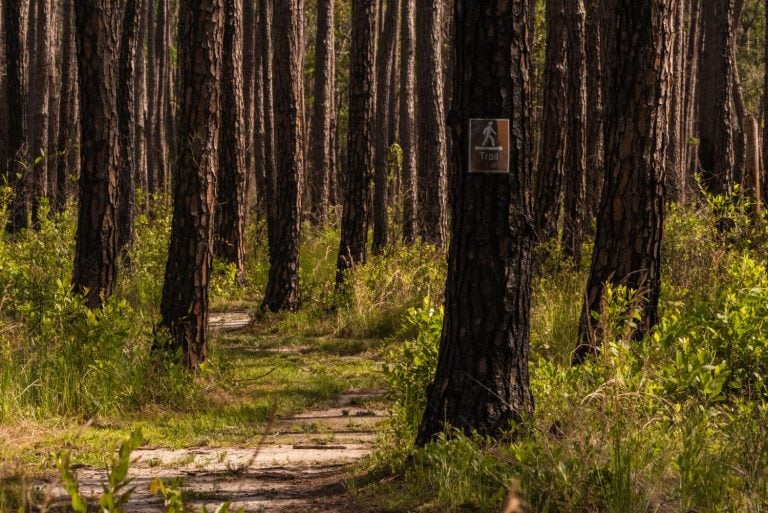 A nature trail winds through a grove of pine trees at the Weeks Bay National Estuarine Research Reserve near Fairhope, Alabama, on May 20, 2021.